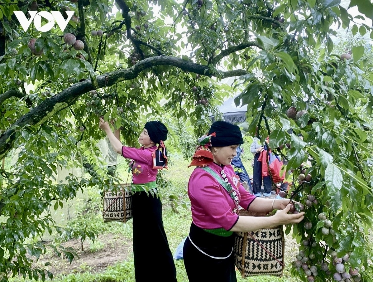 Qua 10 năm tổ chức, Ngày hội hái quả đã trở thành sự kiện văn hóa - du lịch đặc trưng của địa phương