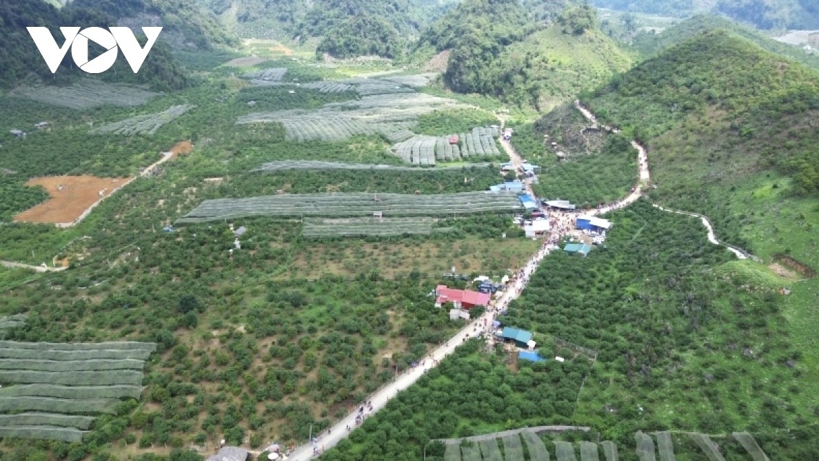 Mộc Châu là địa phương có diện tích trồng mận hậu lớn của cả nước, với diện tích khoảng 3.500 ha
