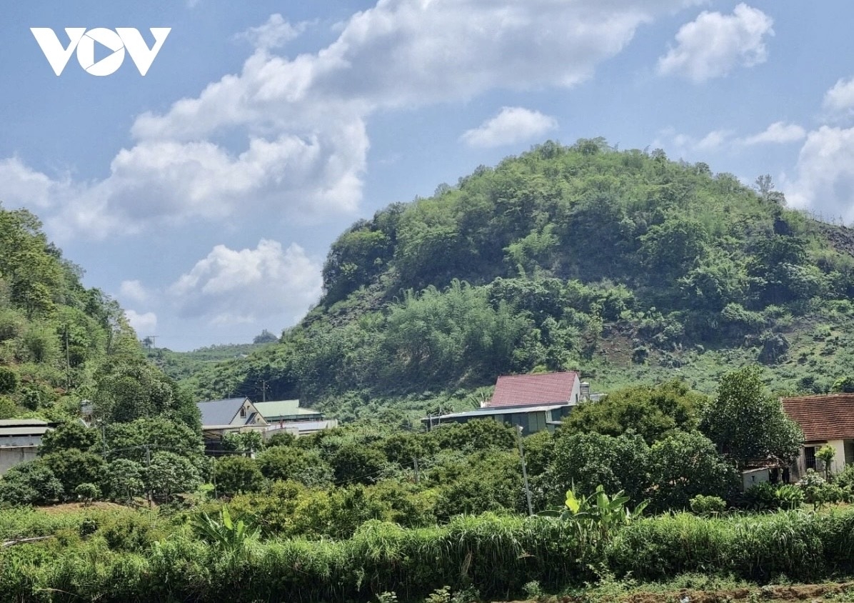 Nhiều hộ nông dân thu nhập hàng trăm triệu đồng mỗi héc ta từ trồng mận