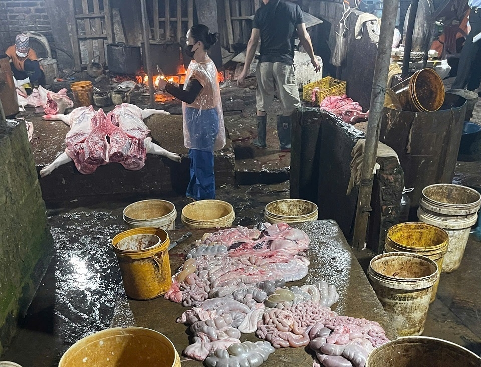 Số lợn và thịt lợn dương tính với virus dịch tả lợn châu Phi tại cơ sở giết mổ lợn của hộ gia đình ông Nguyễn Tiến Mạnh