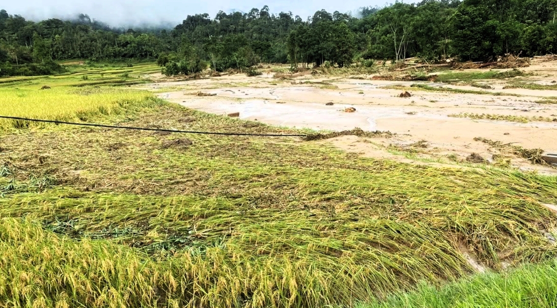 Hơn 10 ha lúa đến kỳ thu hoạch bị bùn, đất vùi lấp.