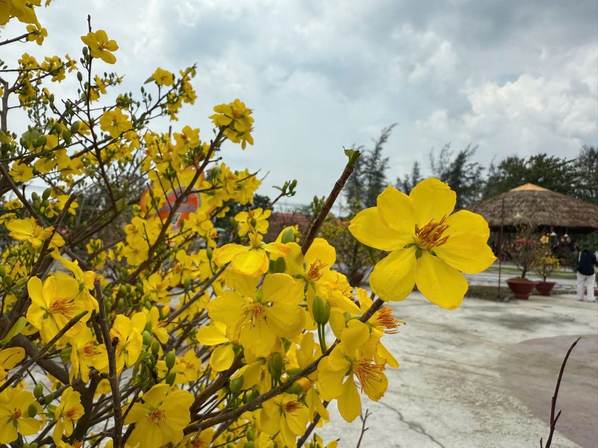 Để hoa mai nở trái mùa phải chăm sóc rất kỳ công