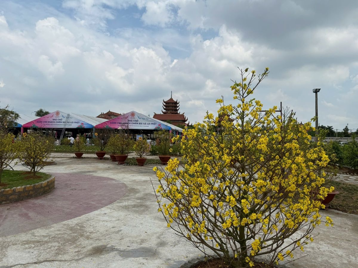 Hàng trăm gốc mai vàng nở rộ tạo nên cảnh quan rực rỡ