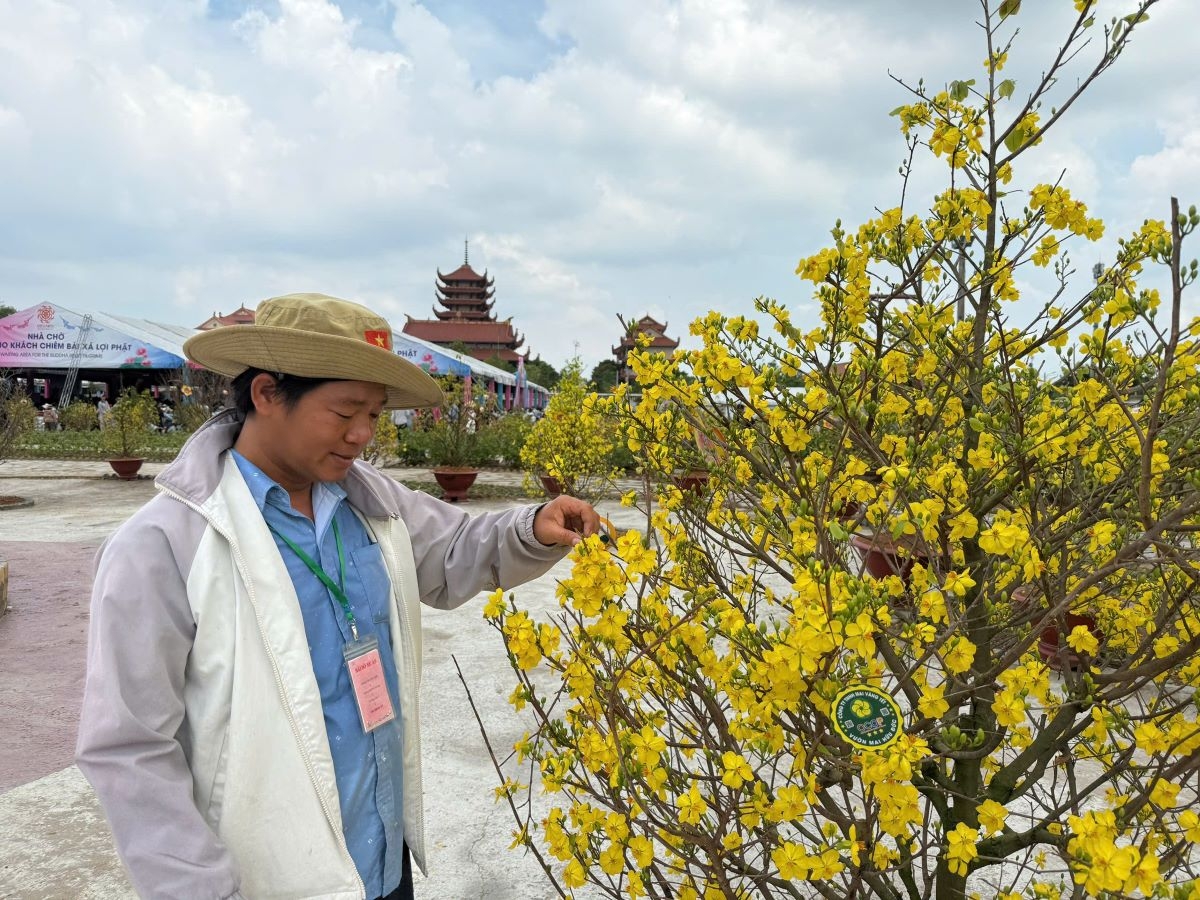 
Ông Bùi Ngọc Đức, chủ vườn mai Hữu Đức, đại diện làng mai Bình Lợi đang chăm sóc vườn mai ở chùa Thanh Tâm 