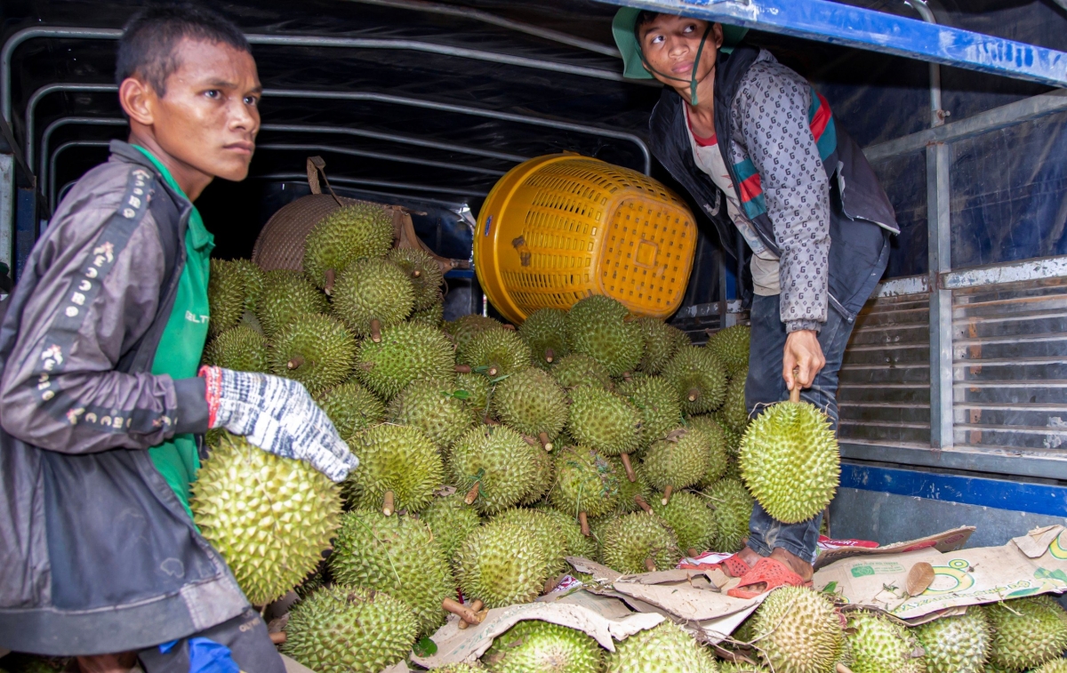 Tại vùng đồng bào dân tộc thiểu số tỉnh Khánh Hòa đã hình thành vùng chuyên canh cây sầu riêng