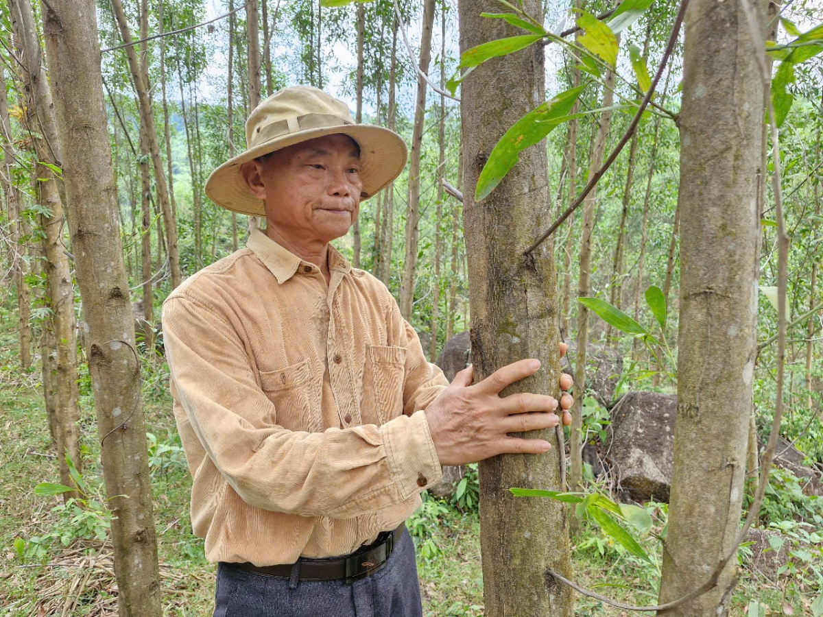 Ông Thiều Song chuyển đổi 2 ha keo sang trồng rừng gỗ lớn