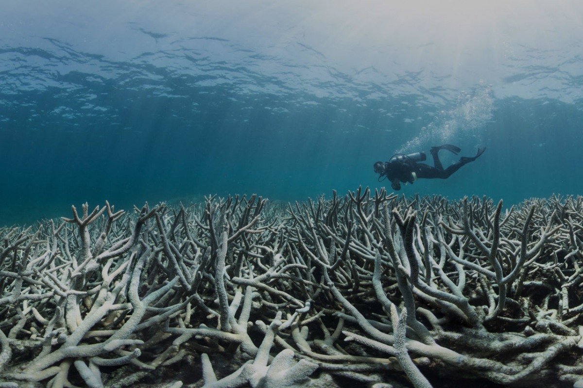 San hô bị tẩy trắng tại rạn san hô Great Barrier, bang Queensland, Australia. Ảnh: BME
