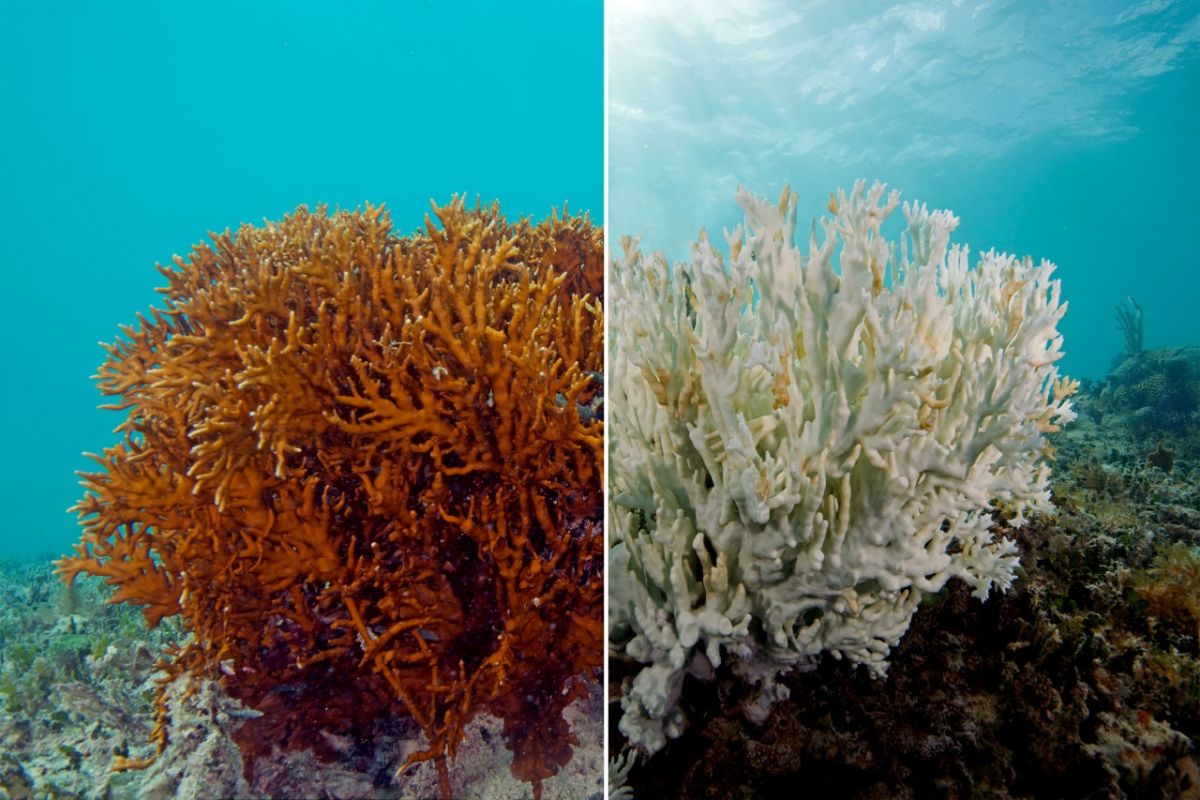 San hô trước và sau khi bị tẩy trắng tại rạn san hô Great Barrier, Australia. Ảnh: BME