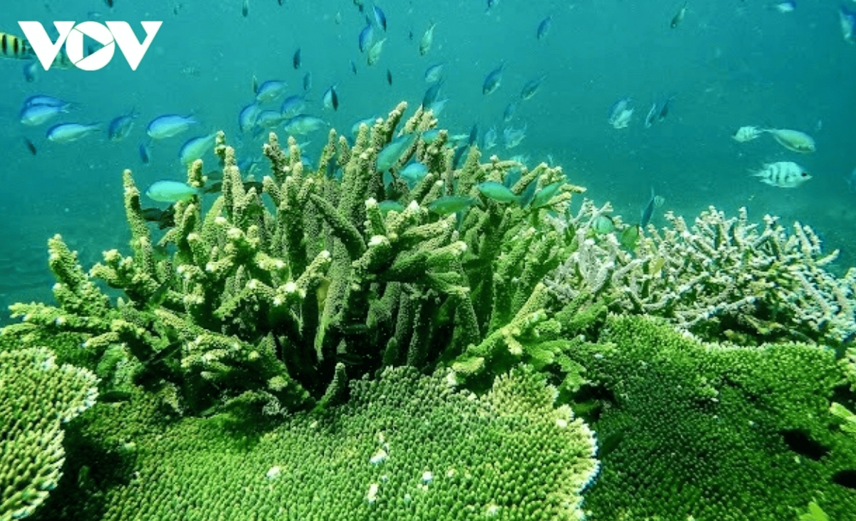  Tourists in Con Dao can enjoy diving to admire vibrant coral reefs around the smaller islets.