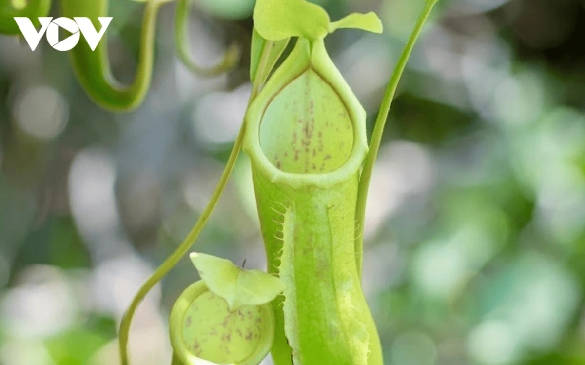 Pitcher plants, rare and distinctive, flourish in the humid, nutrient-poor environments of mangroves and Dam Tre Bay