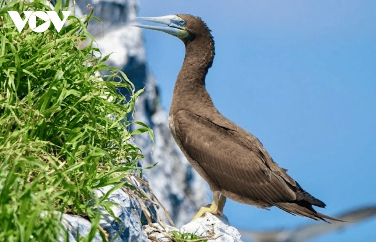 White-bellied boobies nest on Hon Trung Island, also called Hon Da Bac.