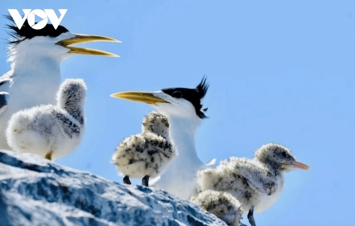 Crested terns are one of six seabird species in Con Dao, with a population of over 3,000 individuals.