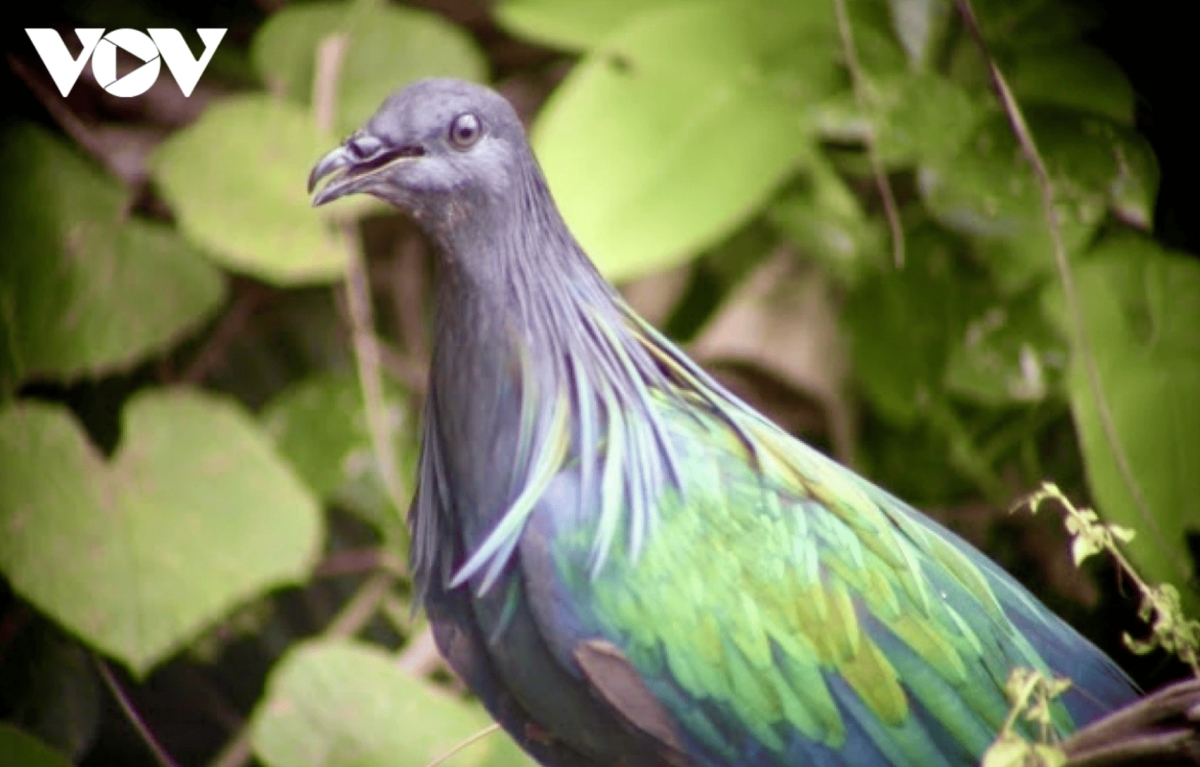  Nicobar pigeons are most frequently spotted on Hon Tre Lon and along the Chua–Nha Ban mountain route and Dam Tre Bay trail.