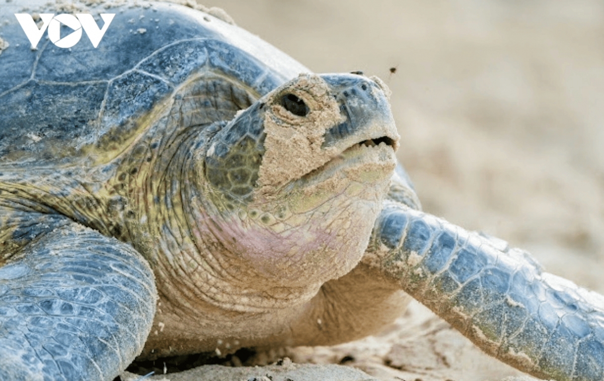  Of the four turtle species found in Con Dao, only green and hawksbill turtles lay eggs on its beaches.