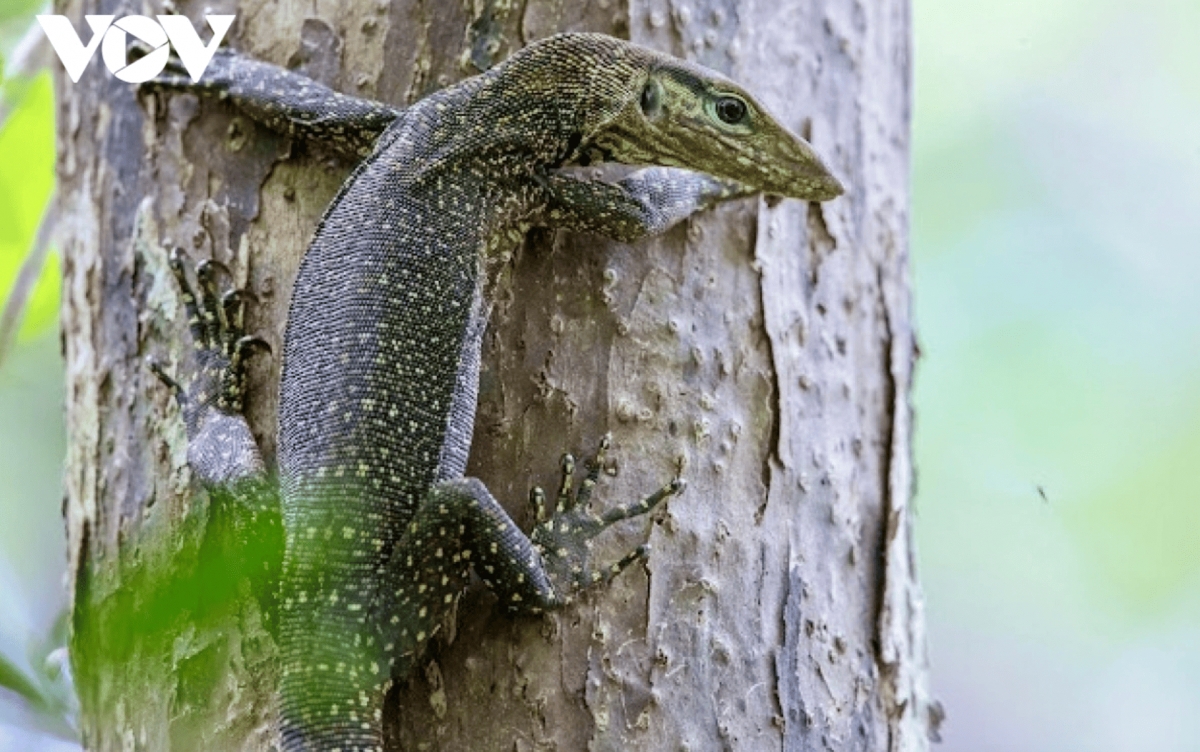 Clouded monitor lizards, native to Southeast Asian forests, have also been recorded in Con Dao