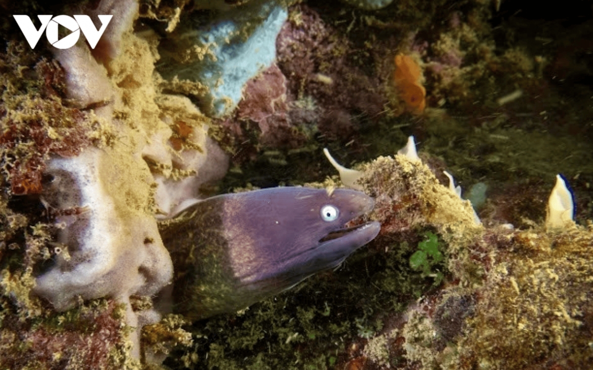   Con Dao National Park’s biodiversity preservation efforts have earned global recognition, including Ramsar site status (2013) and membership in the Indo-Southeast Asia Sea Turtle Conservation network.