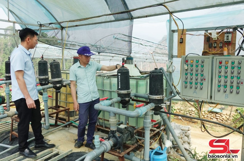 Hệ thống tưới nhỏ giọt của HTX rau, quả Ngọc Chiến, xã Ngọc Chiến, huyện Mường La