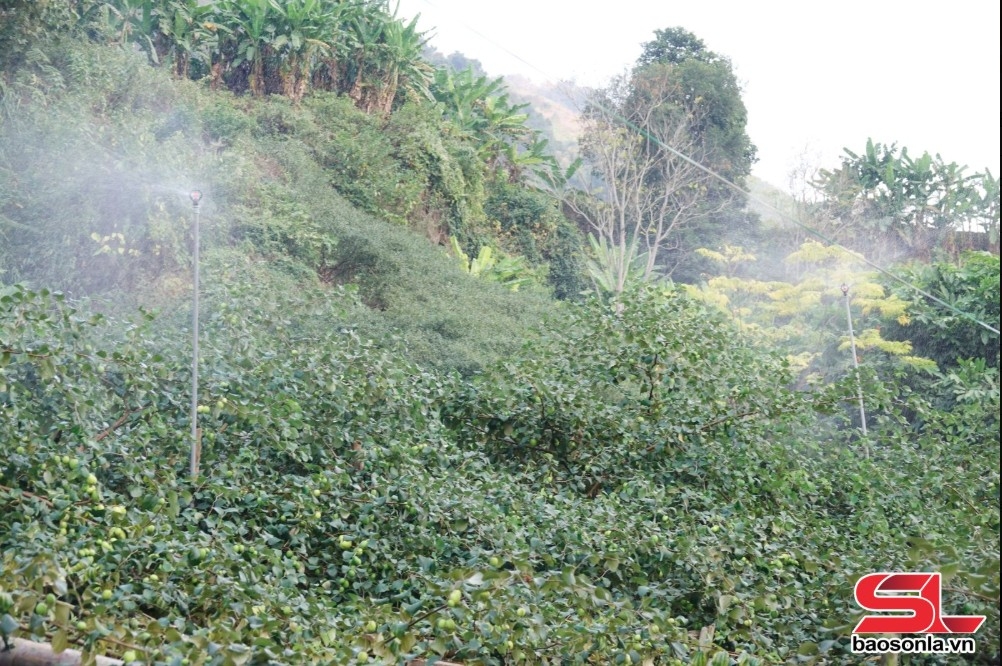 Vườn táo của nông dân xã Mường Bú, huyện Mường La, đầu tư hệ thống tưới phun.