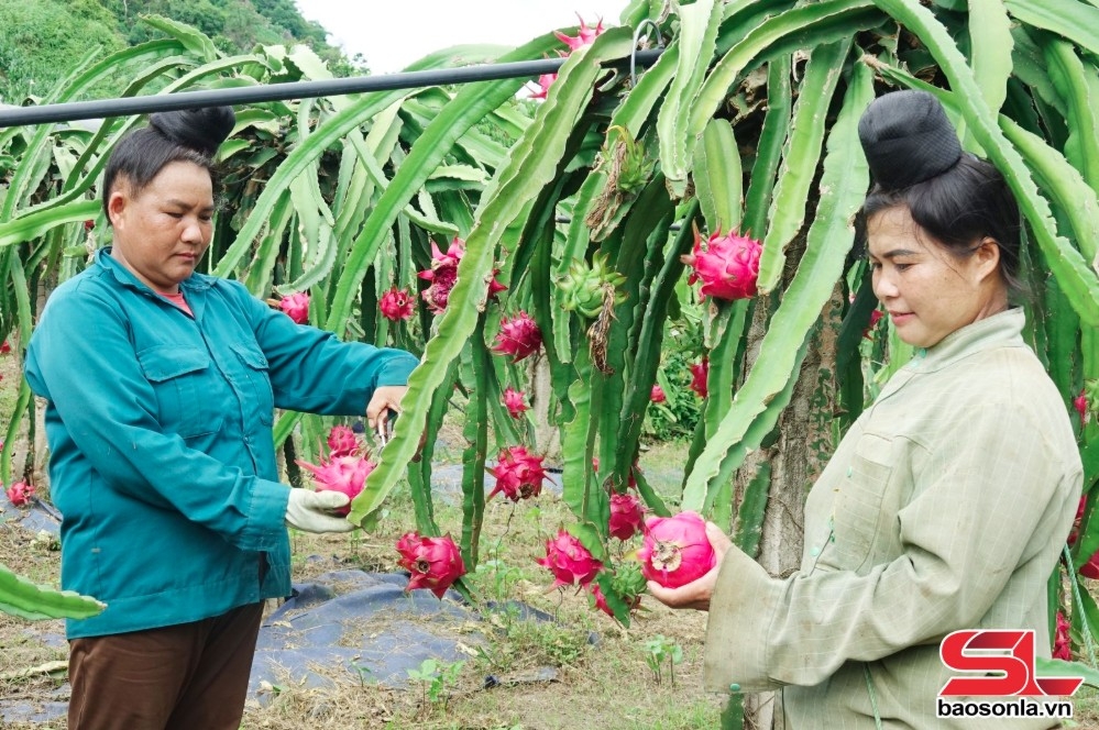 Nông dân xã Nà Bó, huyện Mai Sơn, thu hái thanh long