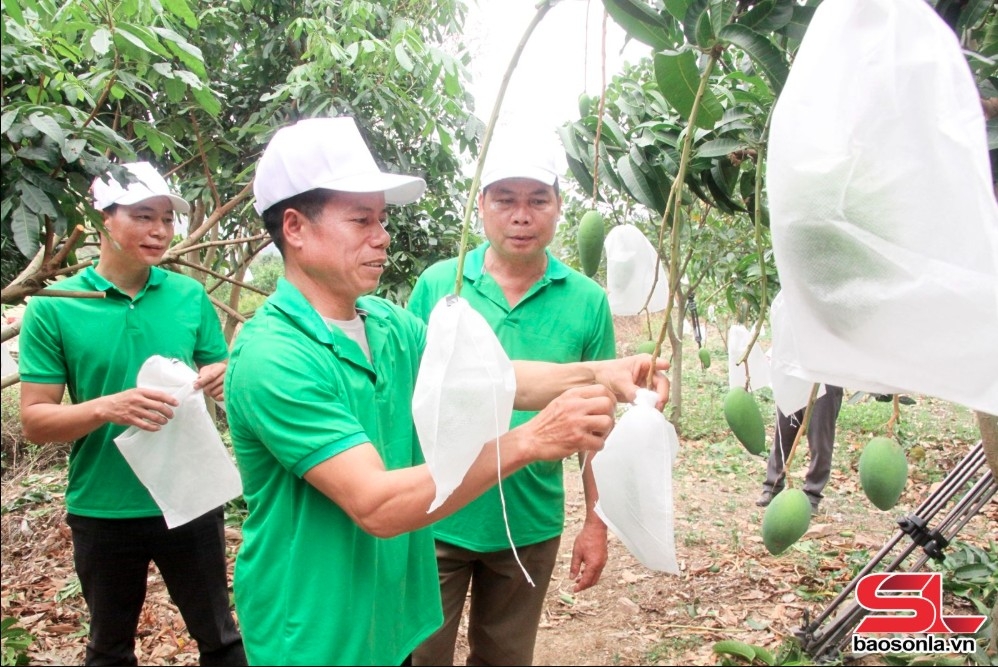 Nông dân xã Mường Bú bao quả xoài, đảm bảo tiêu chuẩn xuất khẩu.
