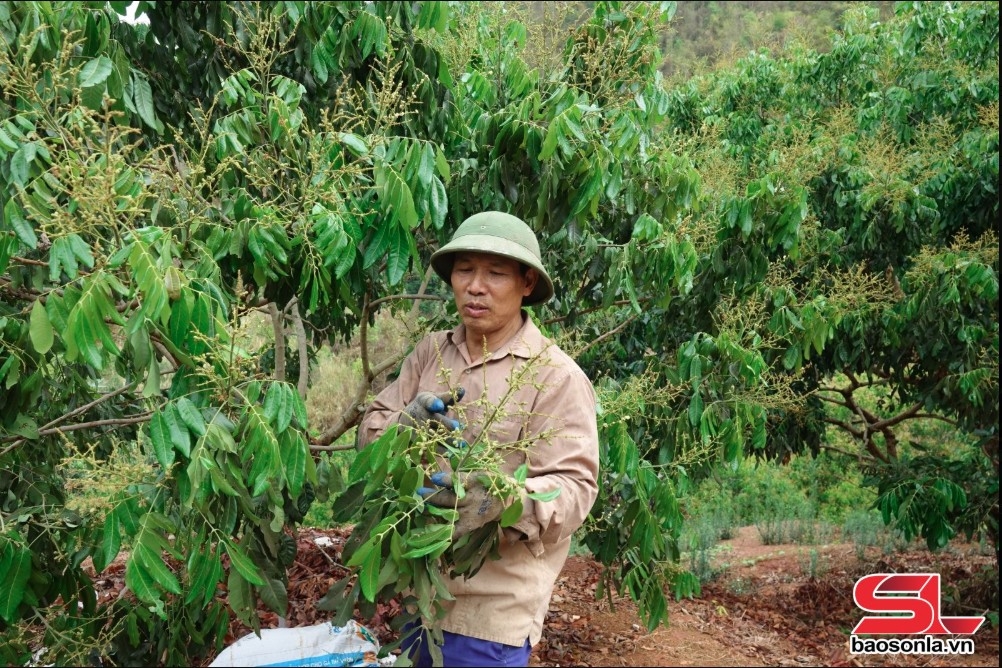 Nông dân xã Mường Bú, huyện Mường La, kiểm tra sâu bệnh trên cây nhãn.