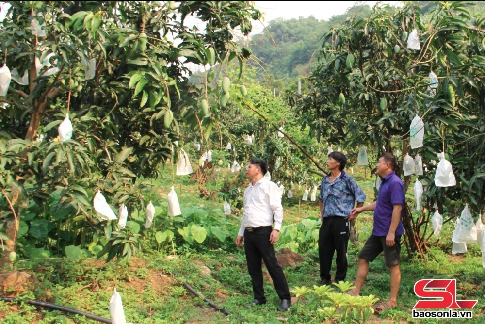 Cán bộ Phòng Nông nghiệp và Môi trường huyện Mường La hướng dẫn nông dân chăm sóc xoài theo tiêu chuẩn VietGAP.