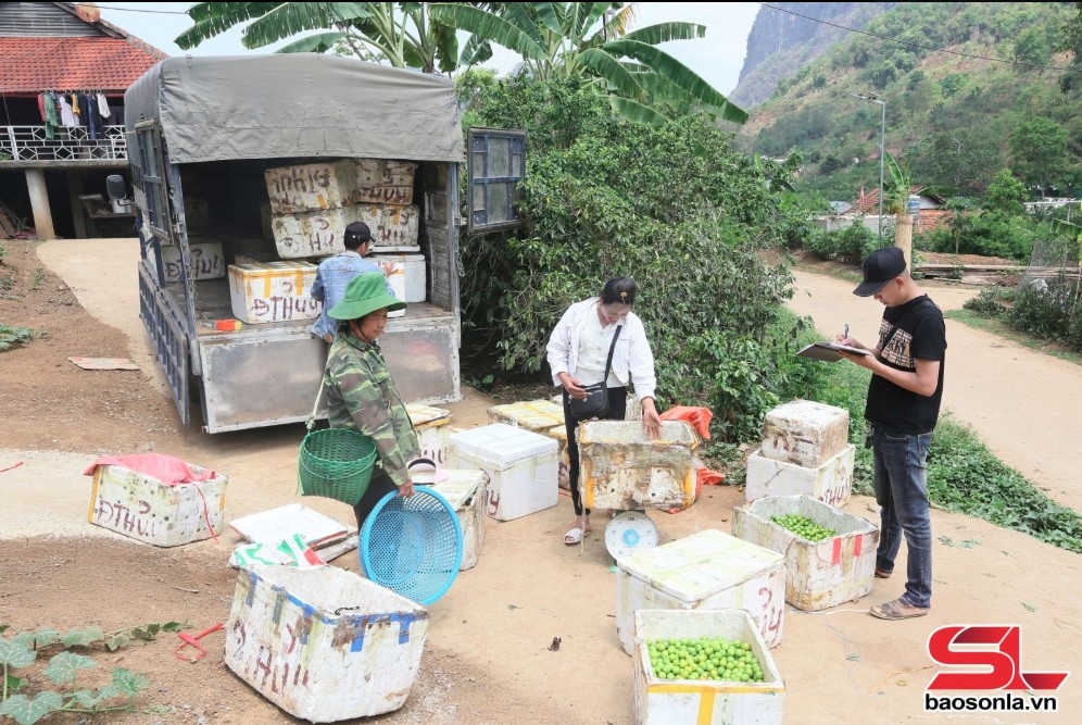 Thương lái ngoại tỉnh đến tận các bản thu mua mận tam hoa.