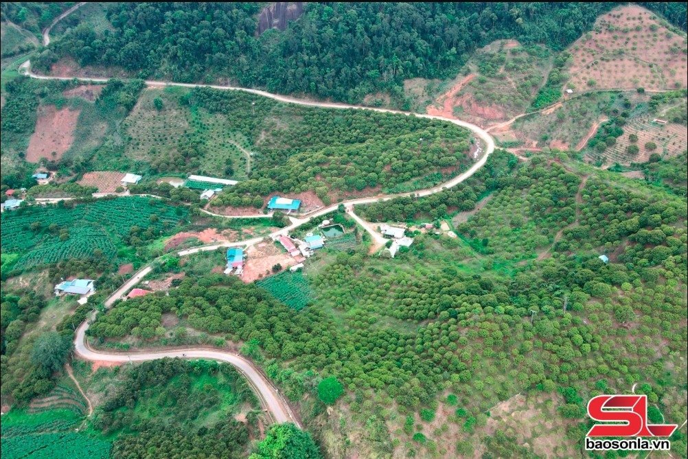 Vùng trồng cây ăn quả xã Chiềng Xuân, huyện Vân Hồ.