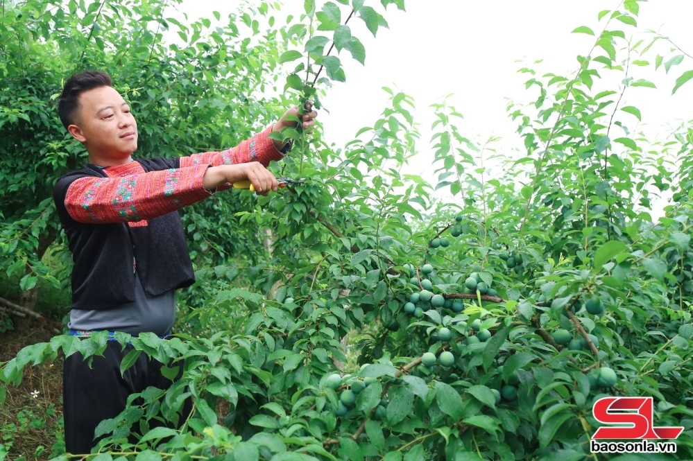 Nông dân xã Vân Hồ tỉa cành mận hậu.