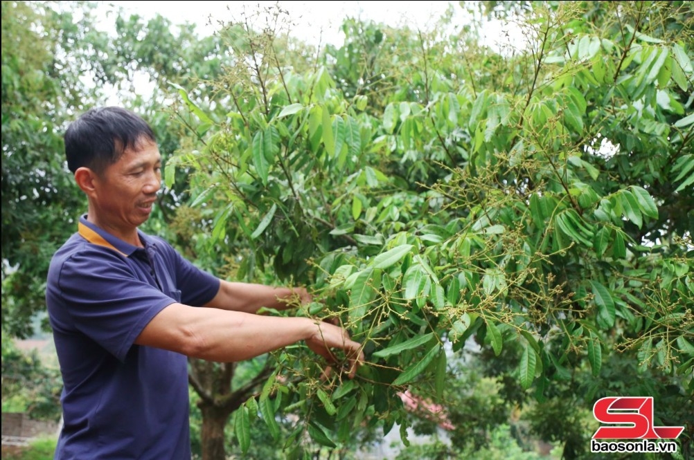 Nông dân xã Chiềng Xuân, huyện Vân Hồ, chăm sóc nhãn.
