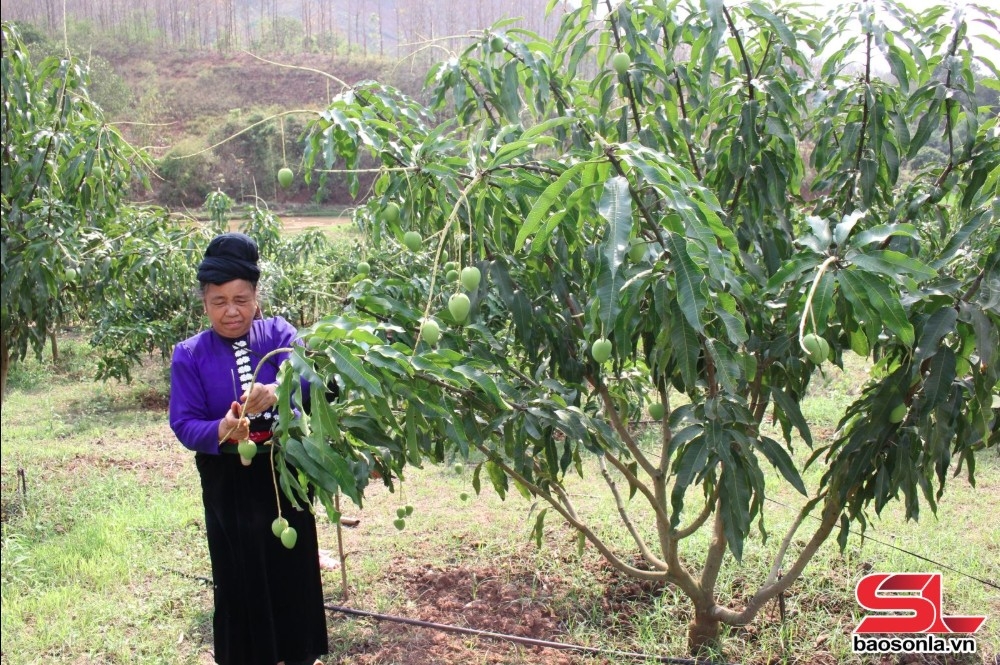 Nông dân xã Sặp Vạt chăm sóc xoài tròn.