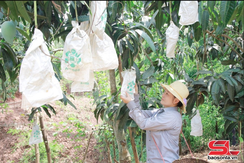 Nông dân xã Chiềng Hặc bao quả xoài Đài Loan.