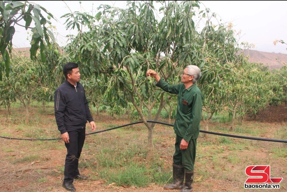 Cán bộ Trung tâm Dịch vụ nông nghiệp huyện Yên Châu kiểm tra tình hình sâu bệnh trên xoài tròn tại xã Chiềng Pằn.