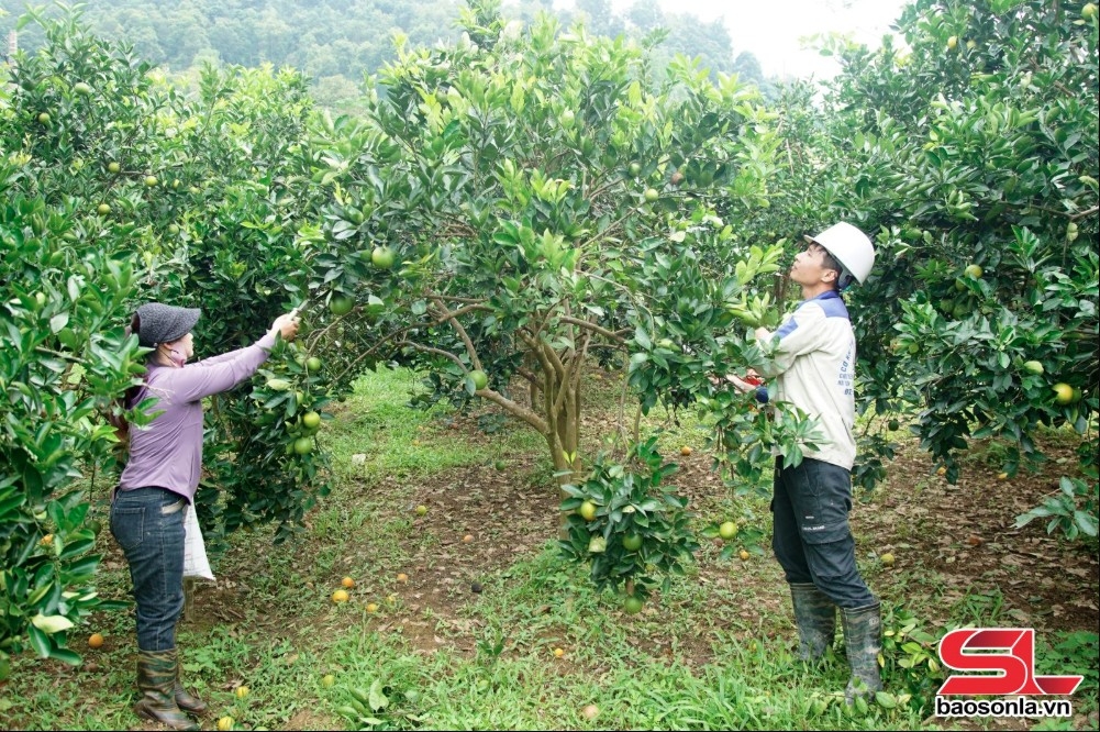 Nông dân xã Mường Thải, huyện Phù Yên, chăm sóc vườn cam theo hướng hữu cơ.