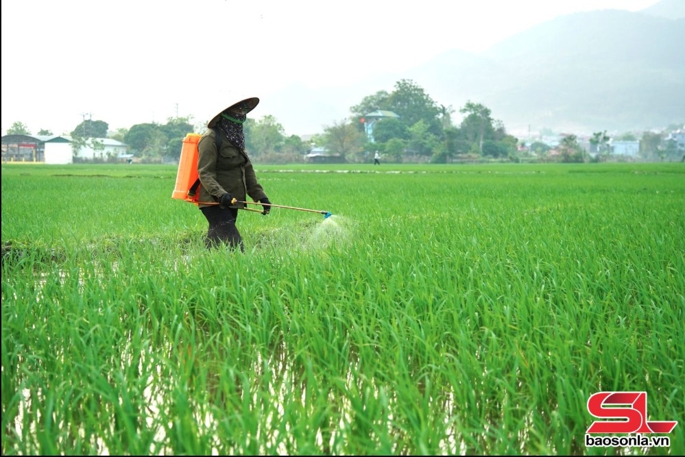 Nông dân tiểu khu Chiềng Thượng, thị trấn Quang Huy, huyện Phù Yên, sử dụng chế phẩm sinh học phòng, trừ sâu bệnh cho lúa.