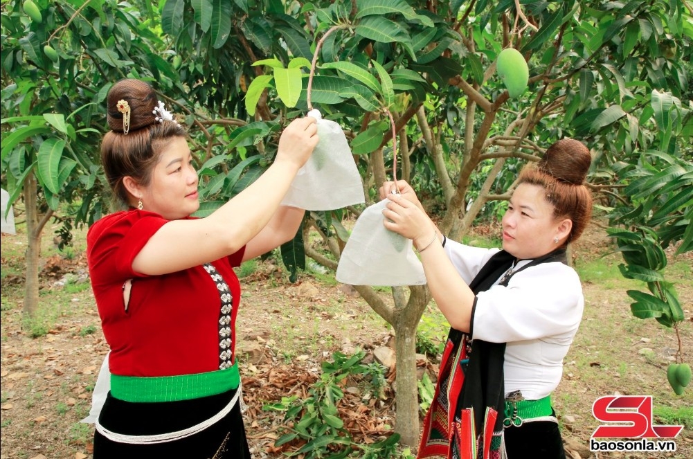 Nông dân xã Mường Bú bao quả cho xoài.