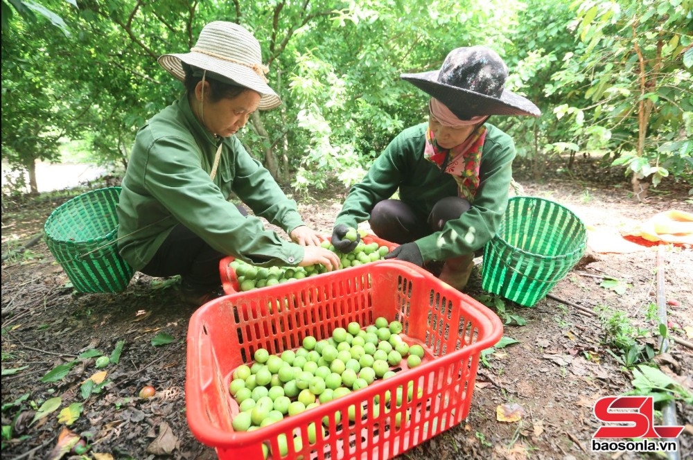 Bà con bản Hùn, xã Chiềng Cọ, Thành phố thu hoạch mận tam hoa.