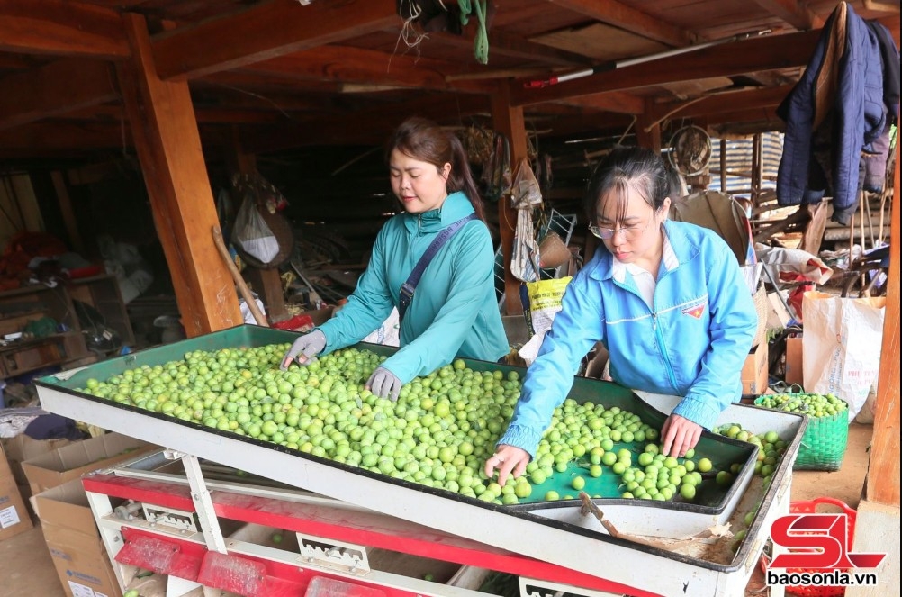 Nông dân Thành phố phân loại quả trước khi bán cho thương lái.