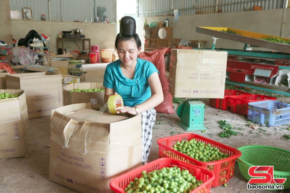 Nhân dân xã Chiềng Đen, Thành phố đóng mận ở các điểm thu mua bán cho các thương lái.