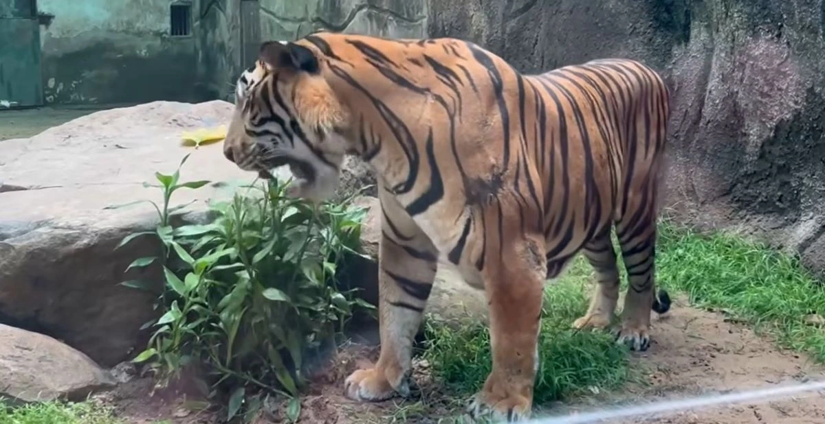Hổ Tây - cá thể Bengal đực nay đã 15 tuổi