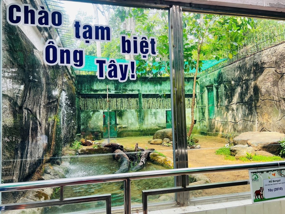 Sắp tạm biệt hổ Tây, đưa về Củ Chi an dưỡng