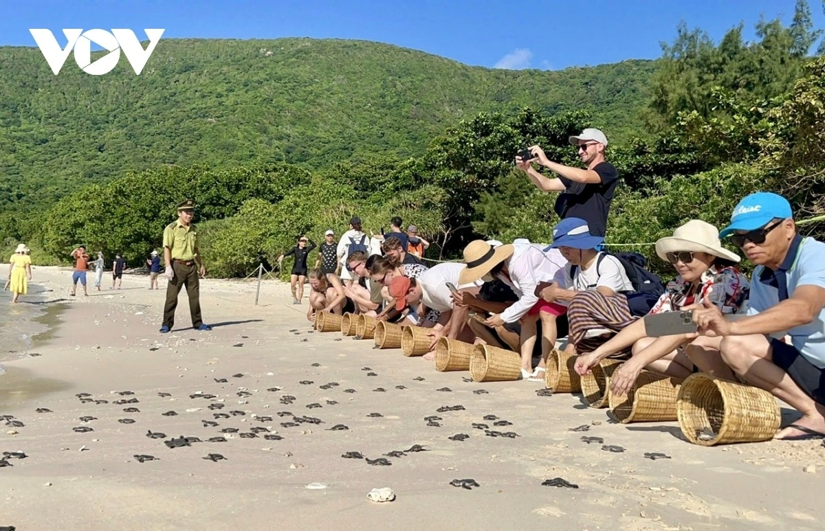 Hoạt động thả rùa biển về thiên nhiên thu hút đông đảo du khách. Ảnh: Lưu Sơn