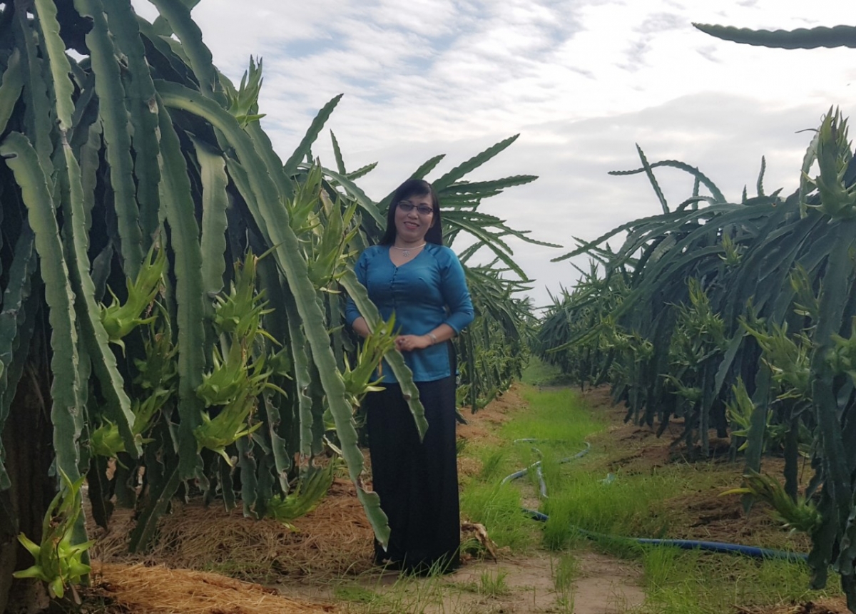 Kinh tế vườn làm cho đời sống người dân tỉnh Tiền Giang nâng cao, vươn lên làm giàu