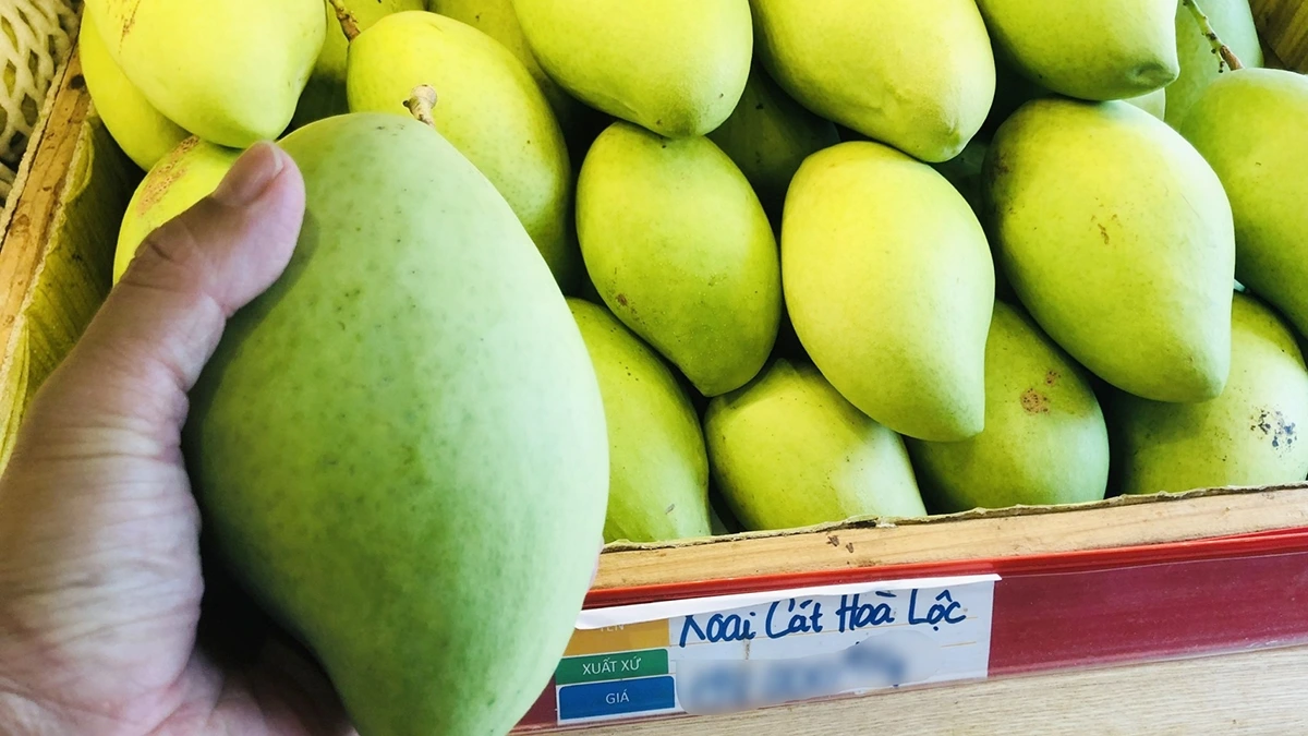 Xoài Hòa Lộc là giống xoài nổi tiếng nhất có nguồn gốc từ đồng bằng sông Cửu Long