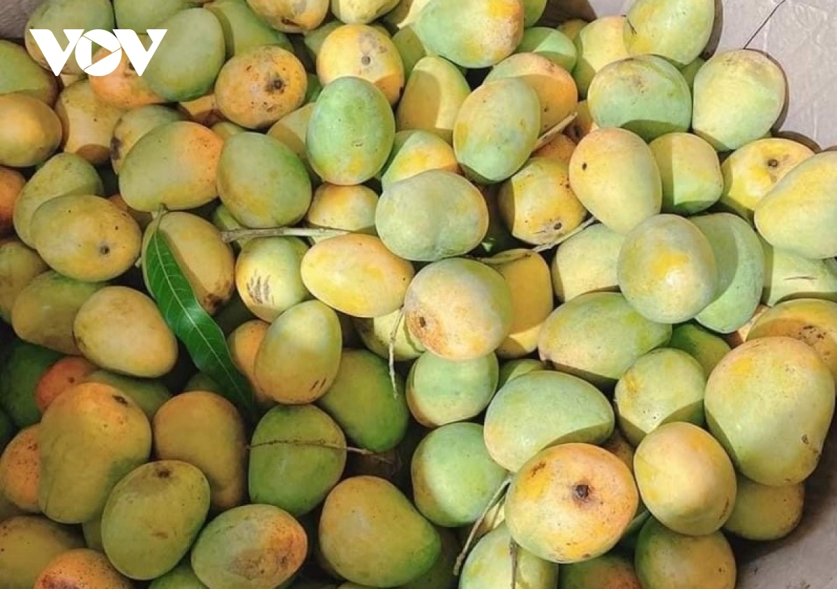 Xoài tròn Yên Châu ngon nức tiếng