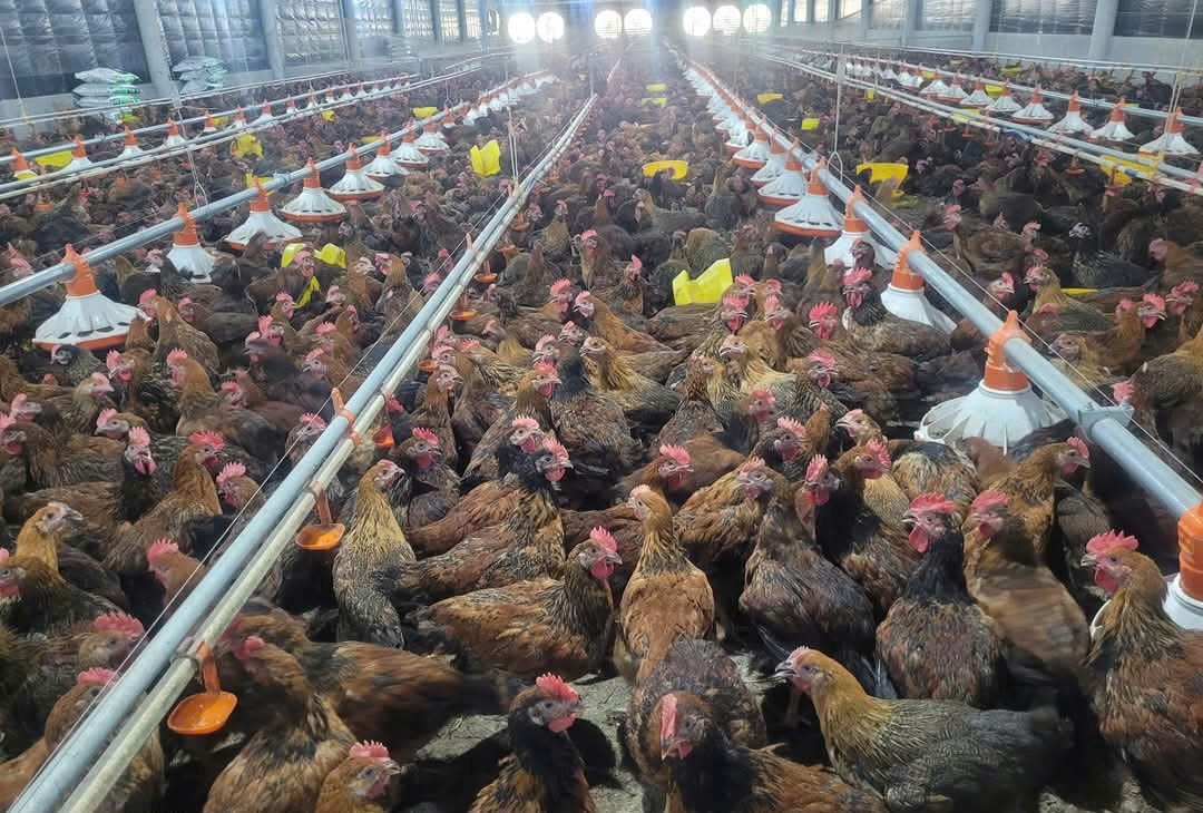 Mô hình chăn nuôi gà khép kín, đảm bảo an toàn sinh học tại xã Bình Phan, huyện Chợ Gạo cần nhân rộng