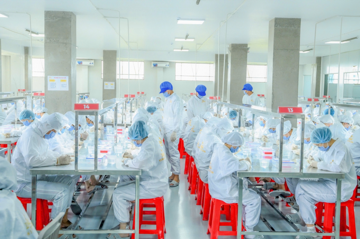Xưởng tinh chế tổ yến của doanh nghiệp Trí Sơn tại Tp. Mỹ Tho