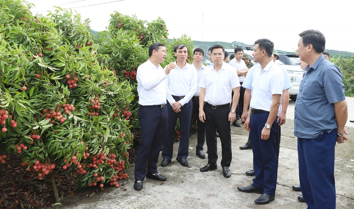 Chủ tịch UBND tỉnh Bắc Giang Nguyễn Việt Oanh và các đại biểu kiểm tra khu trồng vải tập trung ở làng Muối, xã Giáp Sơn