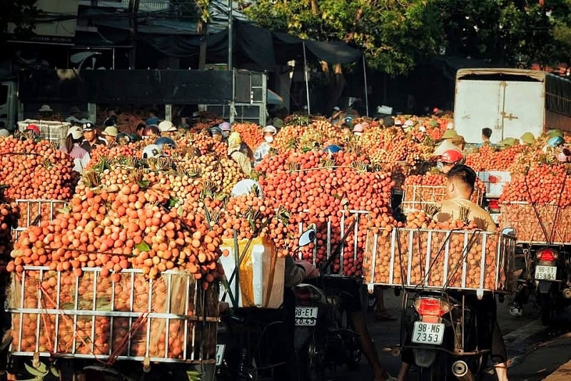Ngay từ sáng sớm nhiều người dân mang vải thiều tại các điểm cân