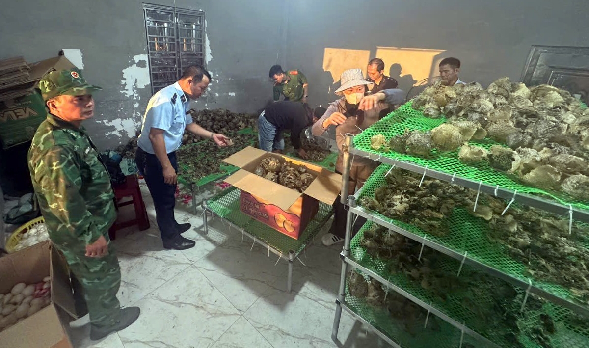 Kho hàng chứa da cá nóc sấy khô không rõ nguồn gốc bị phát hiện (Nguồn: Công an Quảng Ninh)